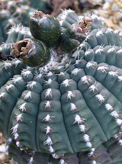Rose Plaid Cactus(Gymnocalycium quehlianum)