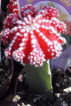 Moon Cactus, Ruby Ball(Gymnocalycium mihanovichii cv. 'Hibotan')