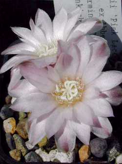(Gymnocalycium bruchii cv. 'Pink Lace')