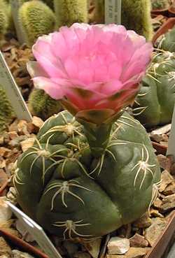 Spider Cactus(Gymnocalycium denudatum)