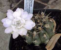 Spider Cactus(Gymnocalycium denudatum)