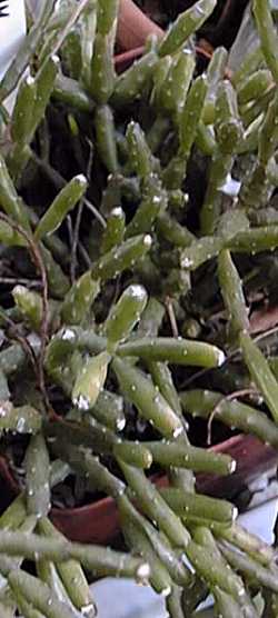 Drunkard's Dream, Spice Cactus(Hatiora salicornioides)