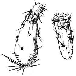 Pitahaya(Leptocereus quadricostatus)