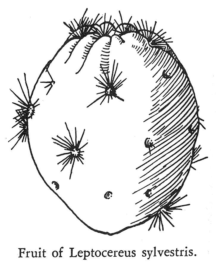 (Leptocereus sylvestris)