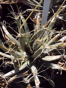 Agave Cactus(Leuchtenbergia principis)