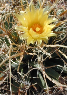 Agave Cactus(Leuchtenbergia principis)
