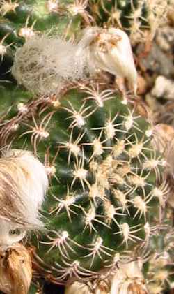 (Echinopsis tiegeliana var. distefanoiana )