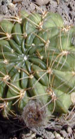 (Echinopsis backebergii)