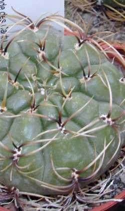 (Matucana aureiflora)