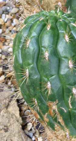 (Matucana huagalensis)