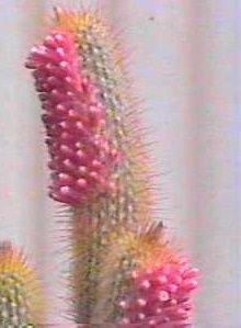 (Micranthocereus polyanthus)