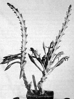 (Cereus spegazzinii)