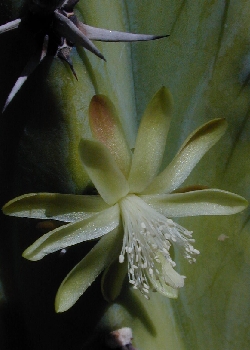 (Myrtillocactus cochal)