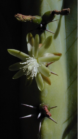 (Myrtillocactus cochal)