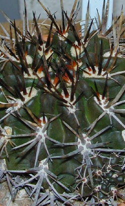 (Eriosyce curvispina var. odoriflora )