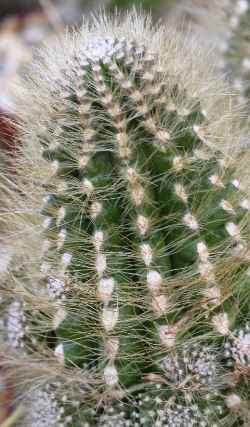 Quisco Peludo(Eriosyce villosa)