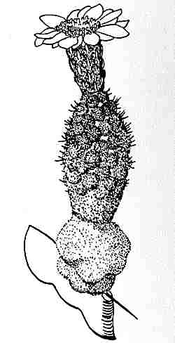 (Neoraimondia arequipensis)