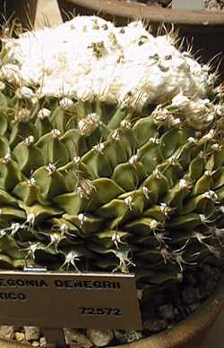Artichoke cactus(Obregonia denegrii)