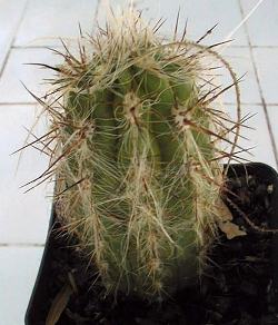 Old Man of the Andes(Oreocereus celsianus)