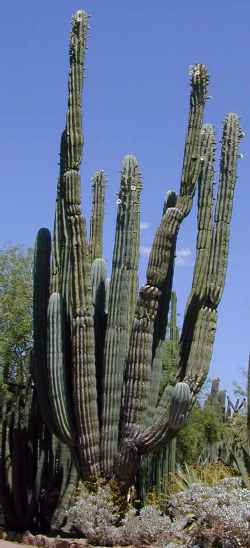 Cardón, Elephant Cactus, Mexican Giant Cactus(Pachycereus pringlei)