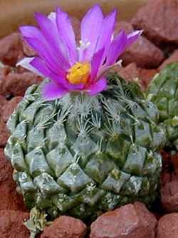 Pinecone Cactus(Pelecyphora strobiliformis)