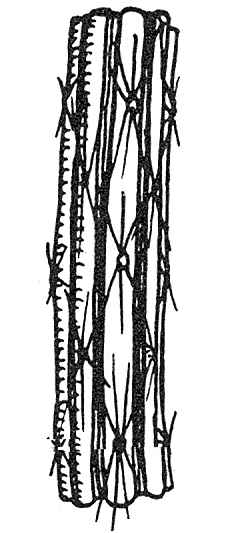 Organito de Vibora(Peniocereus viperinus)