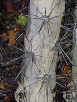 Rose Cactus(Pereskia grandifolia)