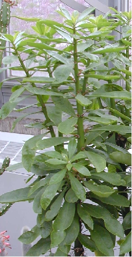 Rose Cactus(Pereskia grandifolia)