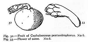 Facheiro(Pilosocereus pentaedrophorus)