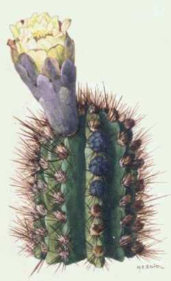 Bahama Dildo, Robin Tree Cactus(Pilosocereus polygonus)