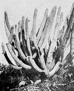 Bahama Dildo, Robin Tree Cactus(Pilosocereus polygonus)