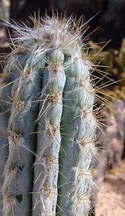 Royen's Tree Cactus(Pilosocereus royenii)