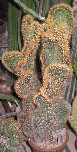 Royen's Tree Cactus(Pilosocereus royenii)