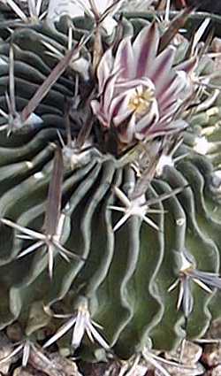 Wave Cactus, Brain Cactus(Stenocactus multicostatus 'zacatecasensis')