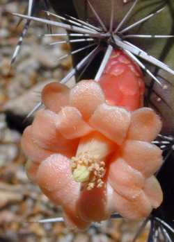 Octopus Cactus(Stenocereus alamosensis)