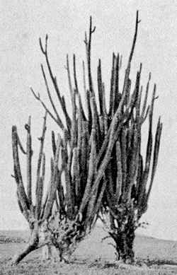 Pitayo de Mayo(Stenocereus griseus)