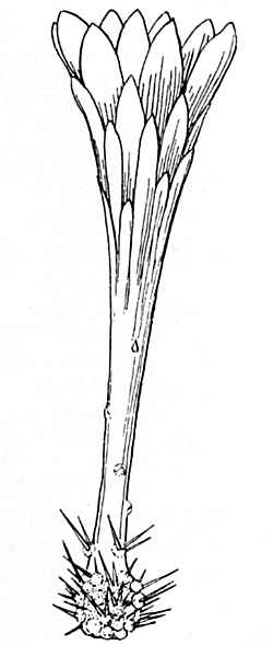 Pitaya Agria(Stenocereus gummosus)
