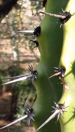 Pitahayo(Stenocereus martinezii)