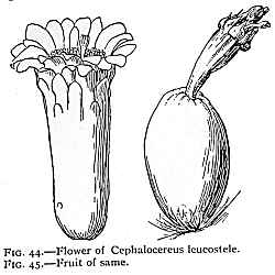 (Stephanocereus leucostele)