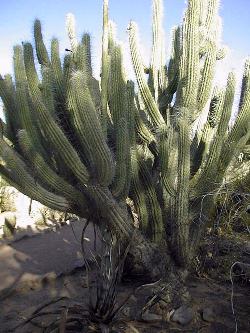 Toothpick Cactus(Stetsonia coryne)