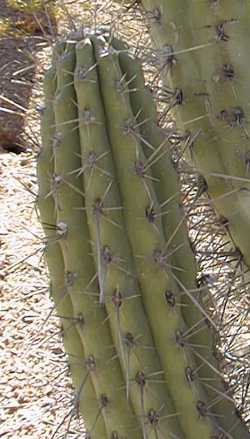 Toothpick Cactus(Stetsonia coryne)