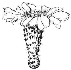 (Echinopsis chiloensis)