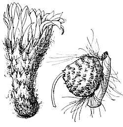 (Echinopsis atacamensis ssp. pasacana )