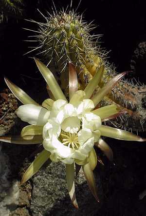 (Echinopsis thelegona)