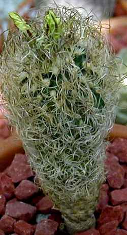 (Turbinicarpus pseudomacrochele ssp. minimus )