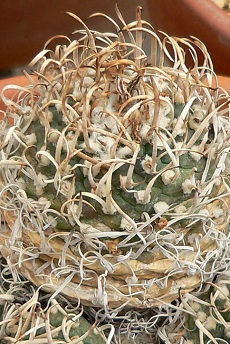 (Turbinicarpus schmiedickeanus ssp. schmiedickeanus )