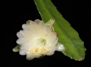 (Weberocereus bradei)
