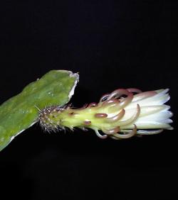 (Weberocereus rosei)