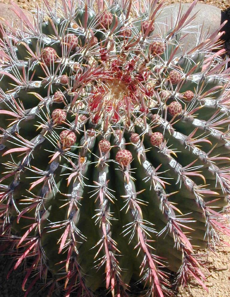 Fishhook Barrel Cactus (Ferocactus tiburonensis)