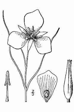 Sego Lily(Calochortus nuttallii)